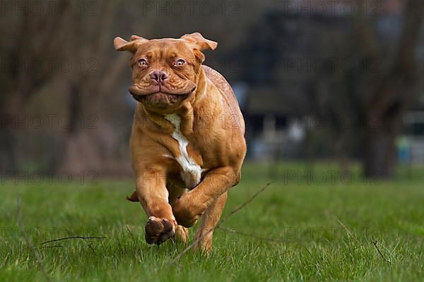 Bordeaux Mastiff