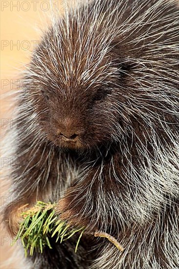 North american porcupine