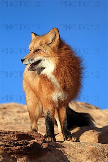 American red fox