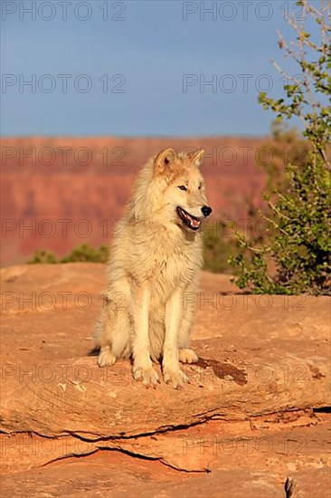 Timbergray wolf