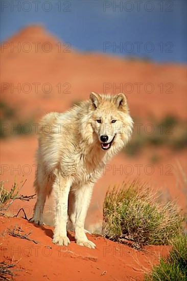 Timbergray wolf