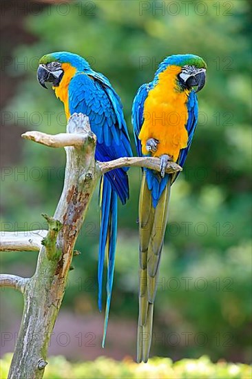 Blue and yellow macaws
