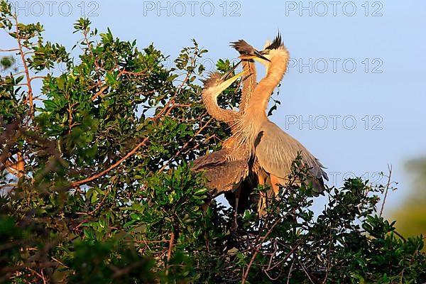 Great blue heron