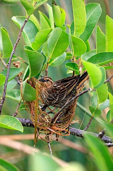 Red-winged blackbird