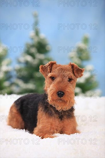 Welsh Terrier