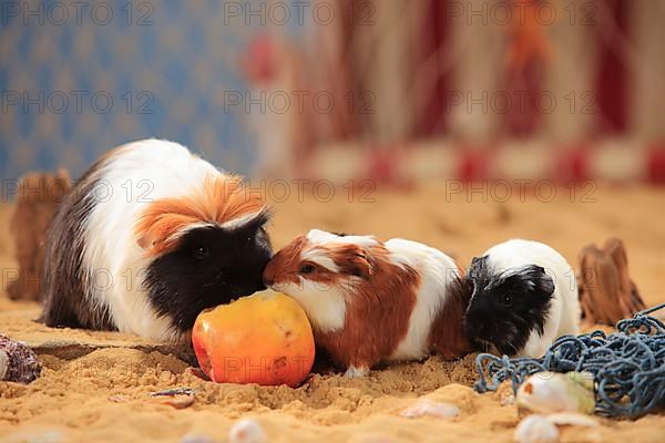 Coronet guinea pigs