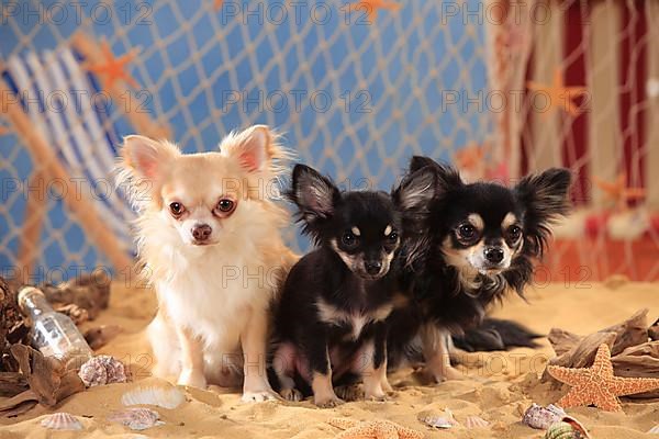 Chihuahuas