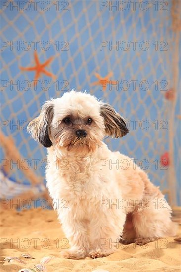 Interracial dog