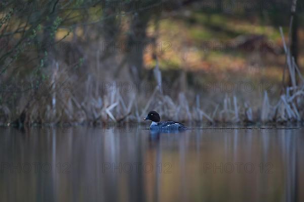 Common Goldeneye