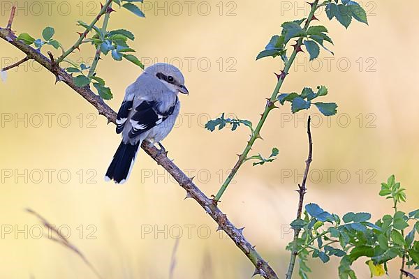 Great Grey Shrike