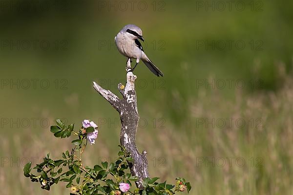 Great Grey Shrike