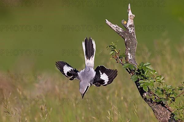 Great Grey Shrike