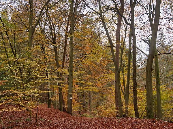 Autumn beech forest in the Lauenburg Lakes nature Park on the edge of the Sterley Heath in the Schaalsee UNESCO Biosphere Reserve