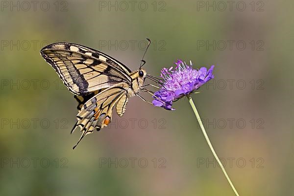 Swallowtail