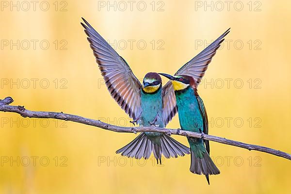 European bee-eater