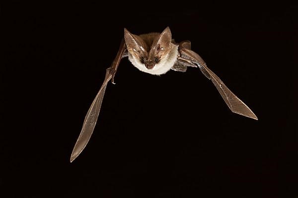 Grey long-eared bat