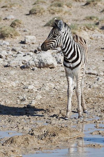 Burchells zebra