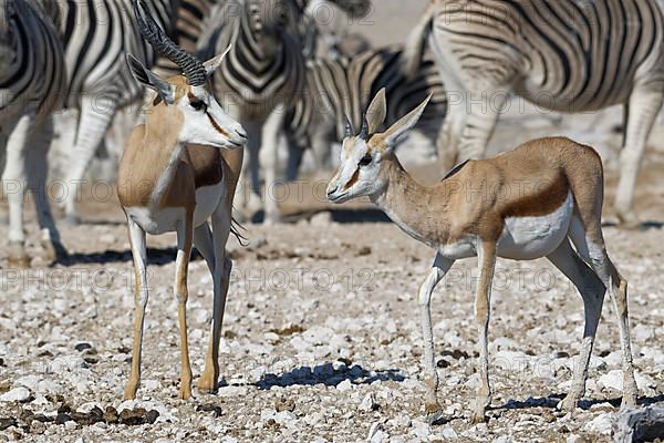 Springboks