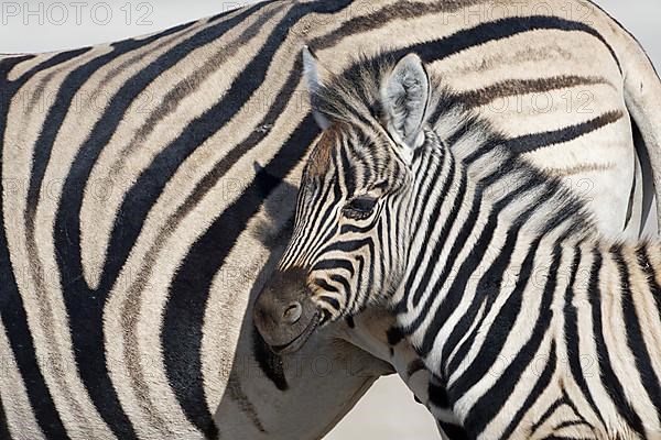 Burchells zebras