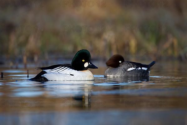 Common Goldeneye