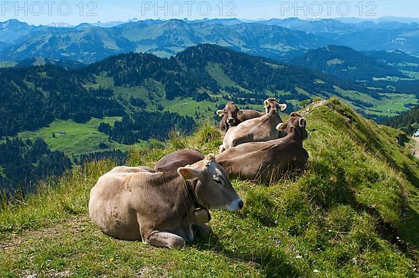 Domestic cattle