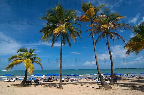 Palm-fringed beach