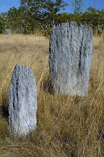 Termite mounts