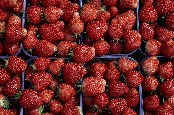 Garden strawberry