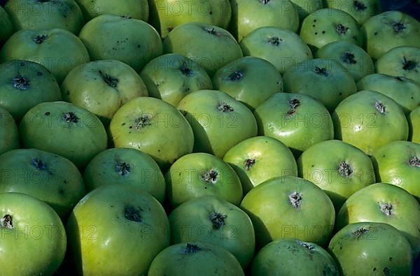 Stack of organically harvested green apples