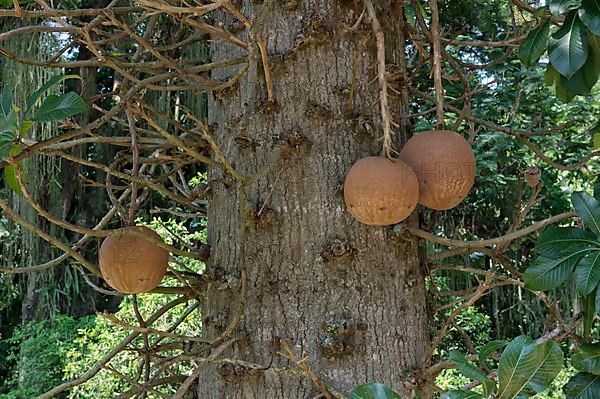 Cannonball tree