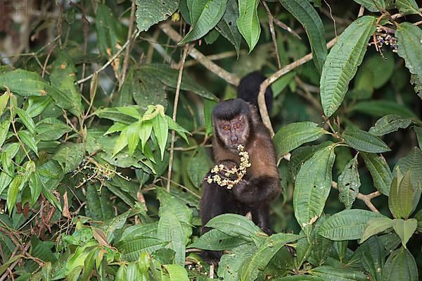 Tufted capuchin