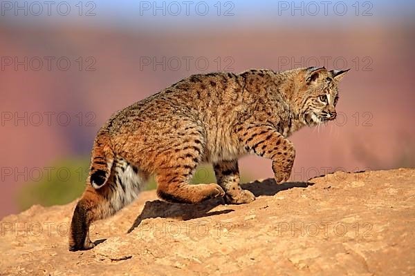 Bobcat