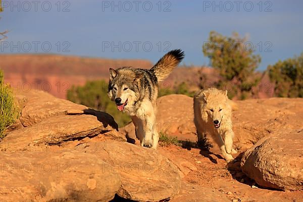 Timber gray wolves