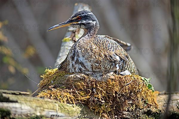 Sunbittern