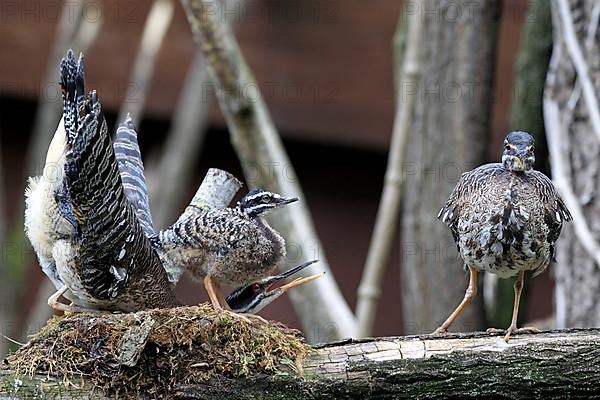 Sunbittern