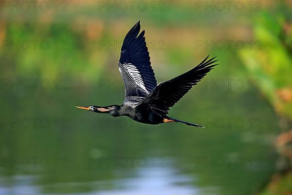 Anhinga