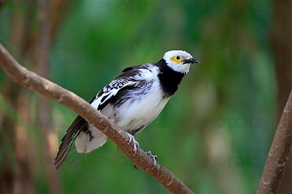 Black-collared starling