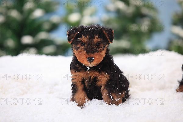 Welsh Terrier