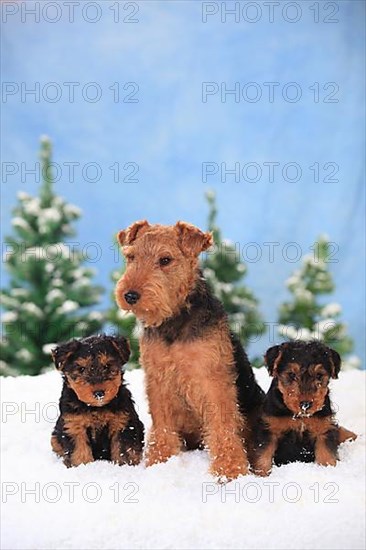 Welsh Terrier