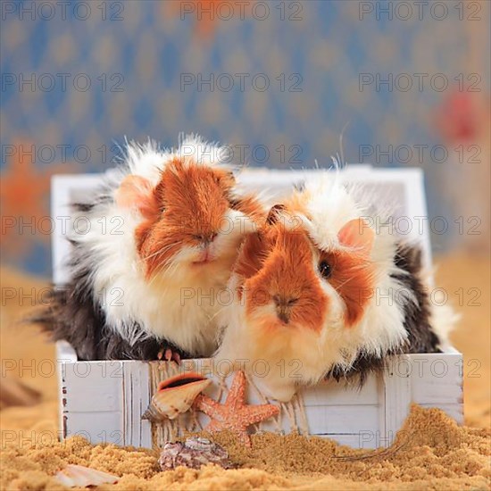 Angora guinea pig