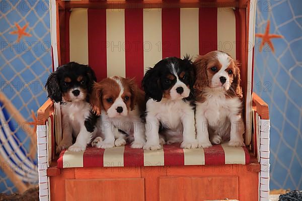 Cavalier King Charles Spaniel