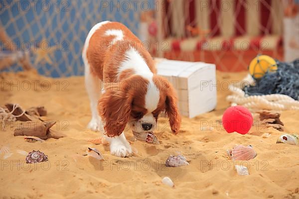 Cavalier King Charles Spaniel