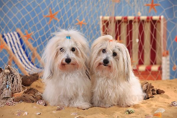 Coton de Tulear