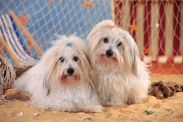 Coton de Tulear