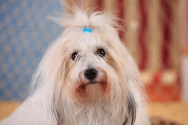 Coton de Tulear