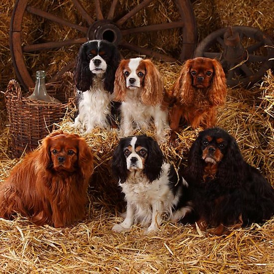 Cavalier King Charles Spaniel