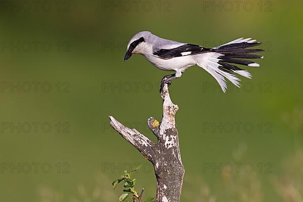 Great Grey Shrike