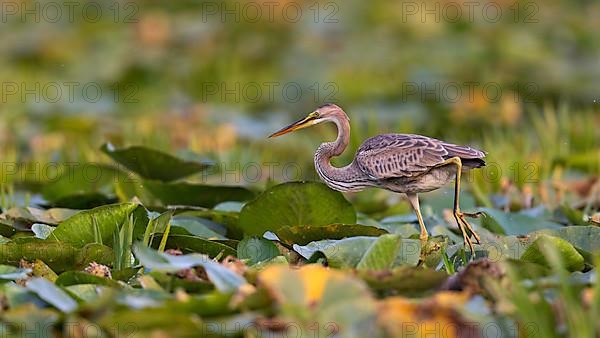 Purple heron