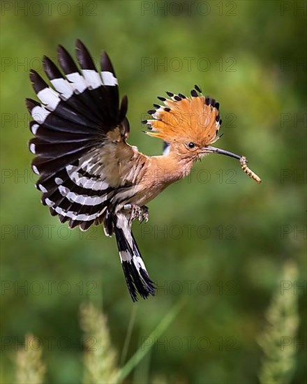 Hoopoe