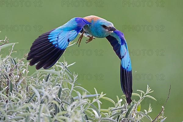 Blue european roller